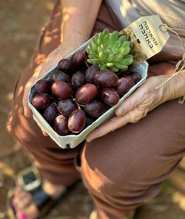 בקטנה מהאדמה